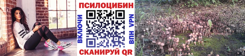 Купить Губаха Галлюциногенные грибы мицелий